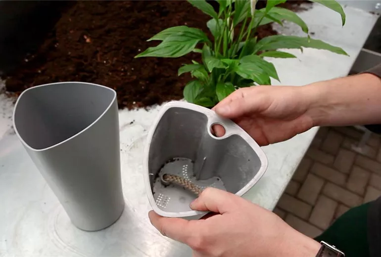 Einblatt - Einpflanzen in ein Gefäß (2)