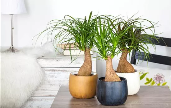 Fußpflege der botanischen Art: Elefantenfuß richtig pflegen Fußpflege der botanischen Art: Elefantenfuß richtig pflegen