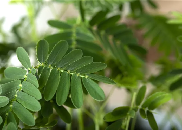 Mimosen, die sensiblen Geschöpfe der Pflanzenwelt