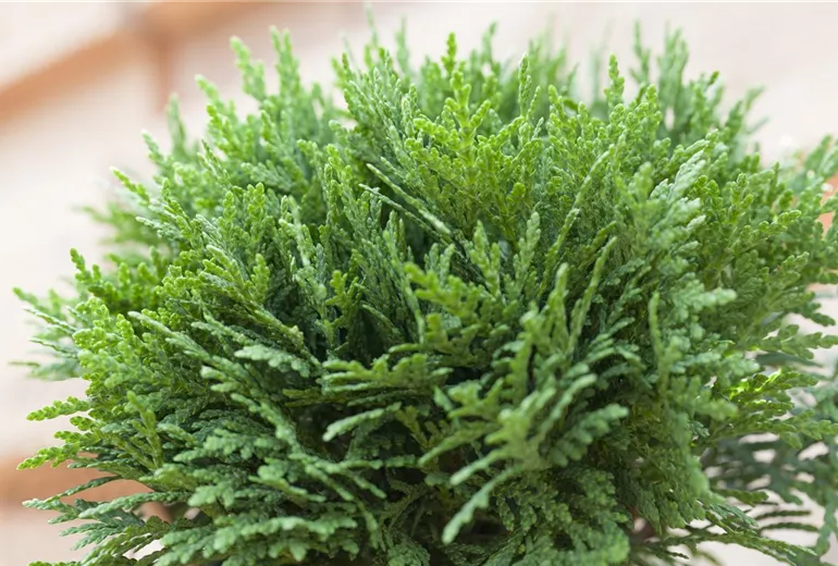 Thuja occidentalis 'Danica'