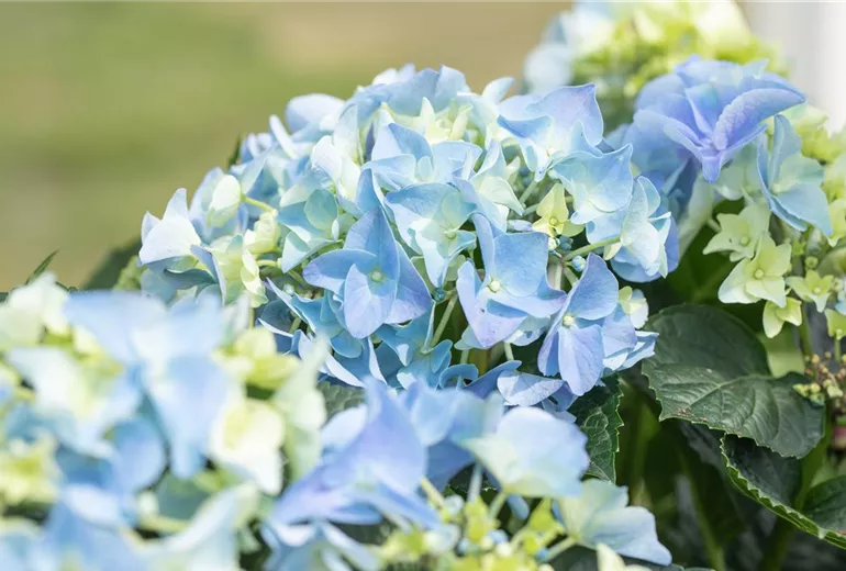 Hydrangea macrophylla, blau