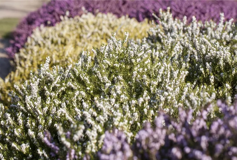 Erica darleyensis 'White Perfection'