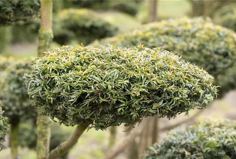 Taxus baccata 'Dovastonii Aurea'