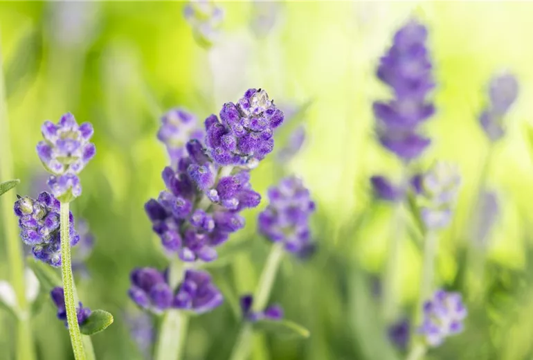 Lavandula angustifolia