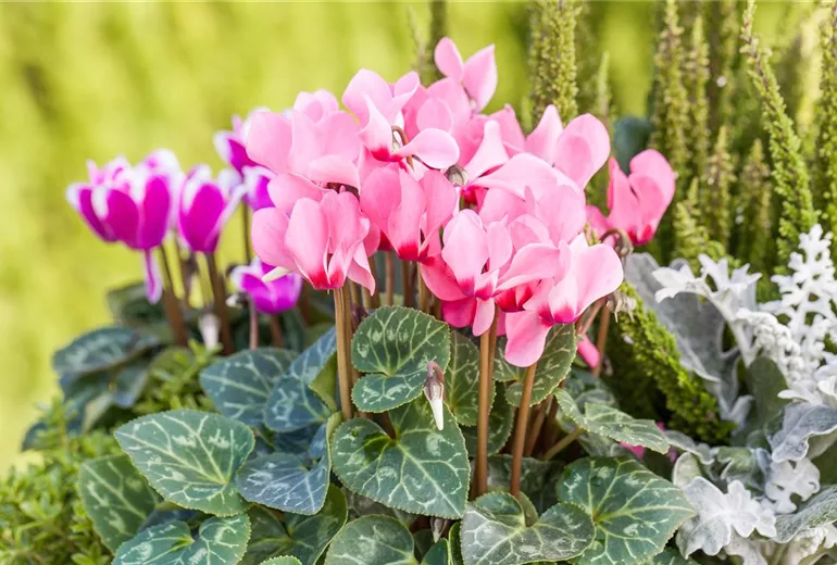 Cyclamen persicum 'Out-Land'®