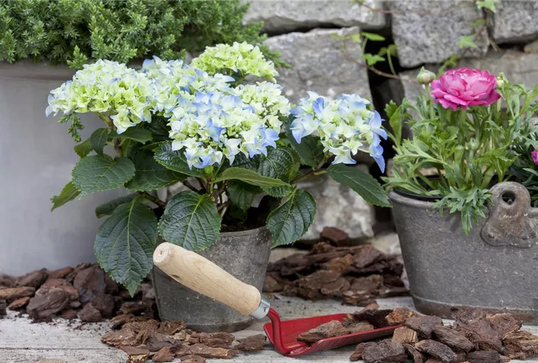 Ranunculus asiaticus
