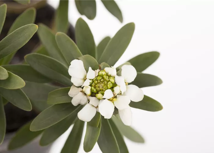 Die Schleifenblume – ein wahres Mauerblümchen