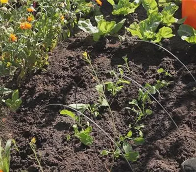 Radieschen - Aussaat und Aufzucht Radieschen - Aussaat und Aufzucht