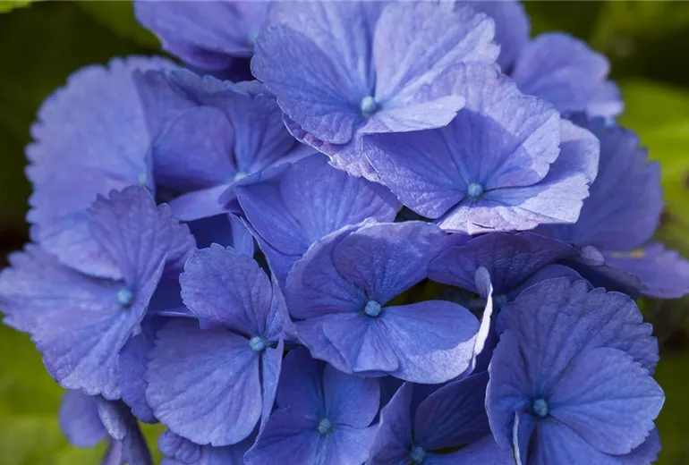 Hydrangea macrophylla, blau
