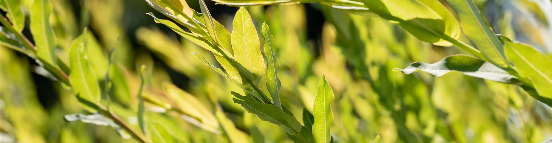 GS649227.jpg GS649227.jpg