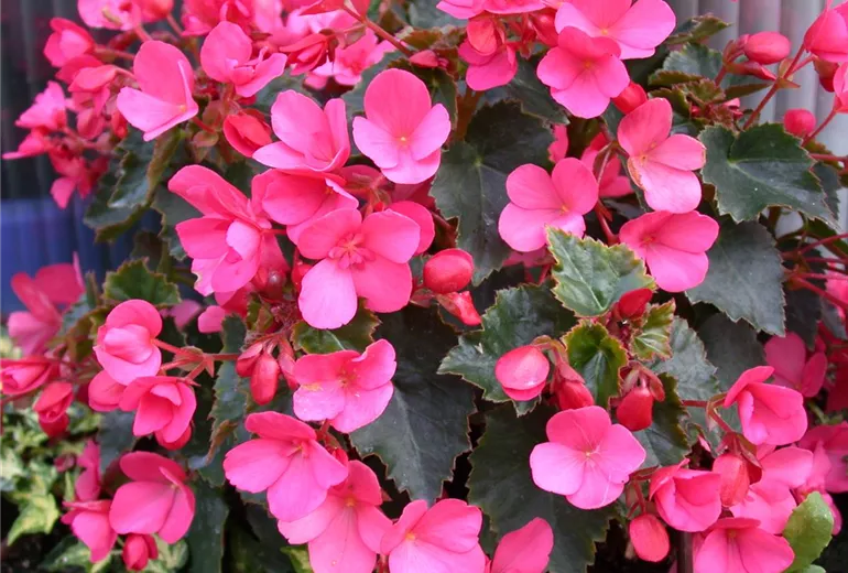 Begonia, pink