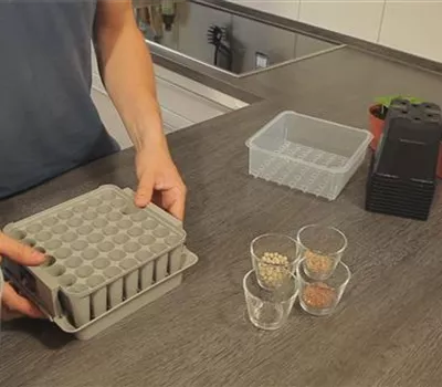 Tomaten - Aussäen von Samen Tomaten - Aussäen von Samen