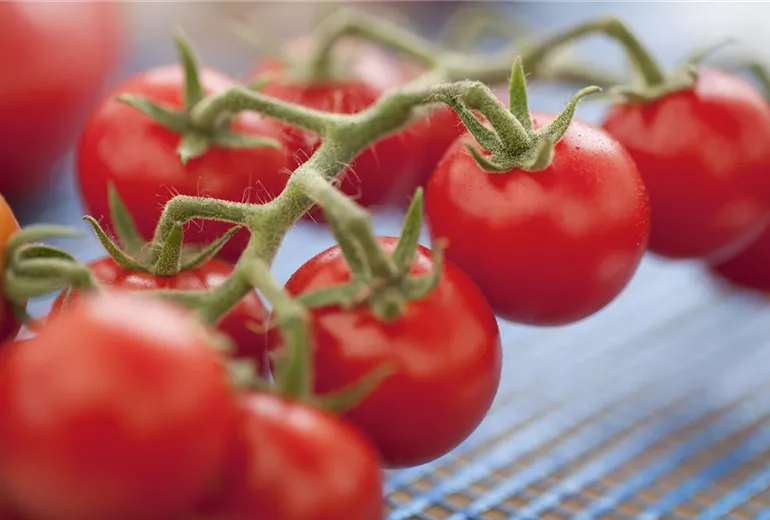 Solanum lycopersicum var. cerasiforme 'Philovita F1'