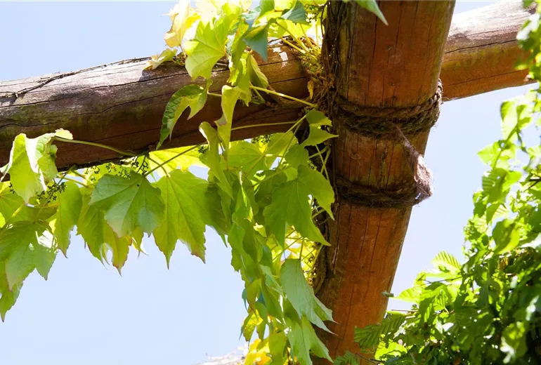 Parthenocissus tricuspidata 'Veitchii'