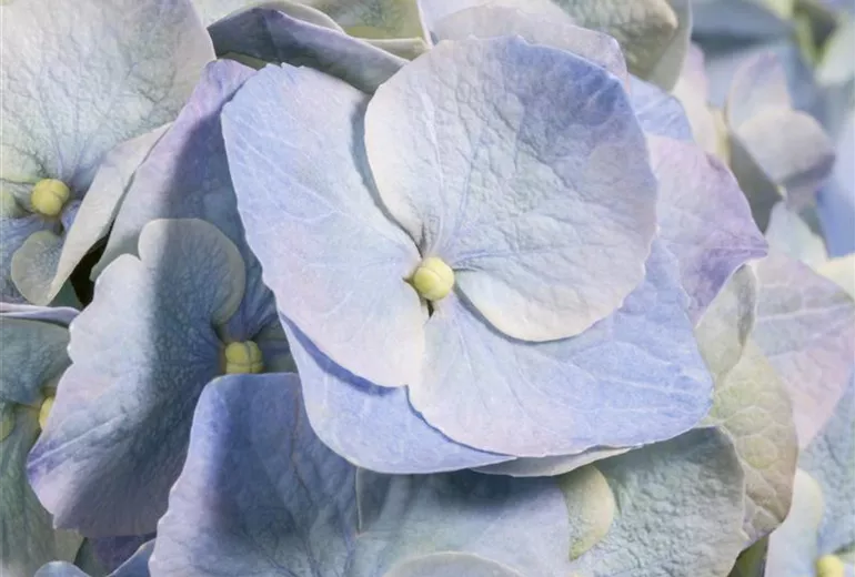 Hydrangea macrophylla, blau