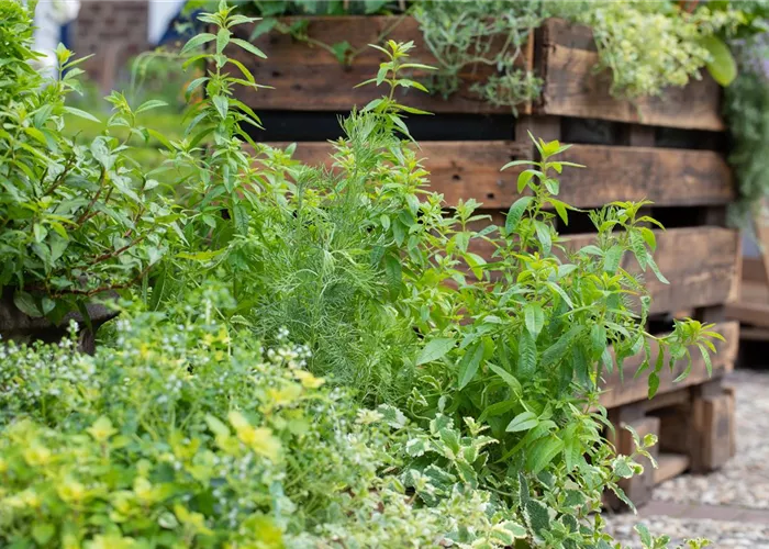 Der Kräutergarten im Mai