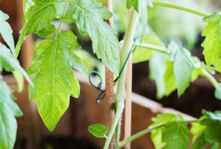 Tomaten Anzucht