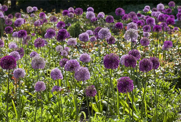 Allium aflatunense