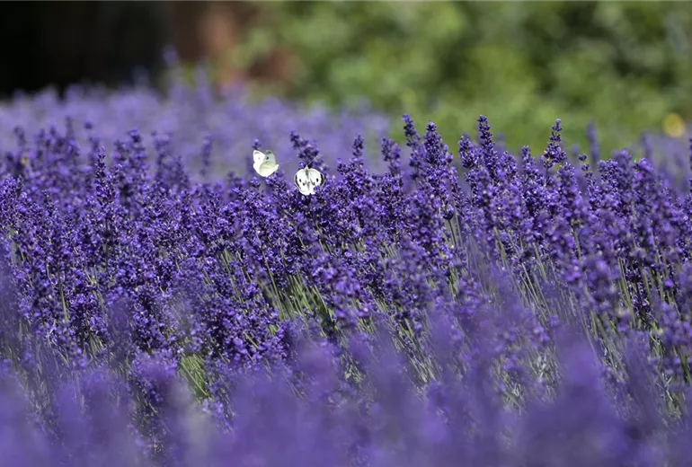 Lavandula angustifolia 'Hidcote Blue'