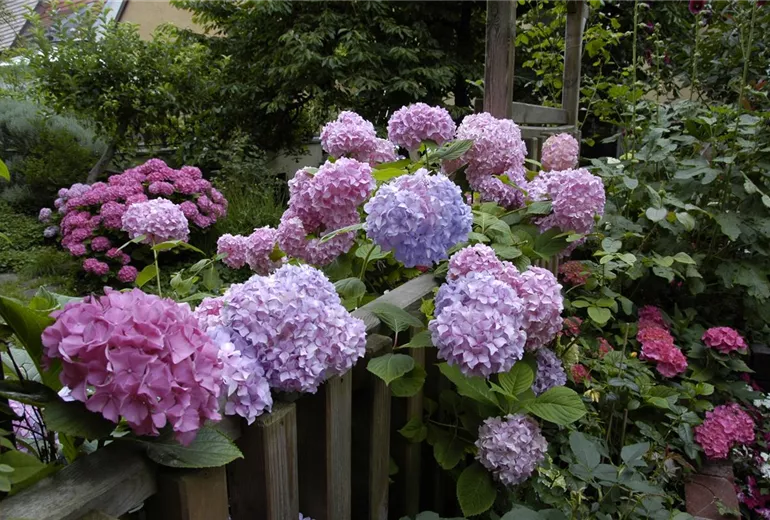 Hydrangea macrophylla, rosa